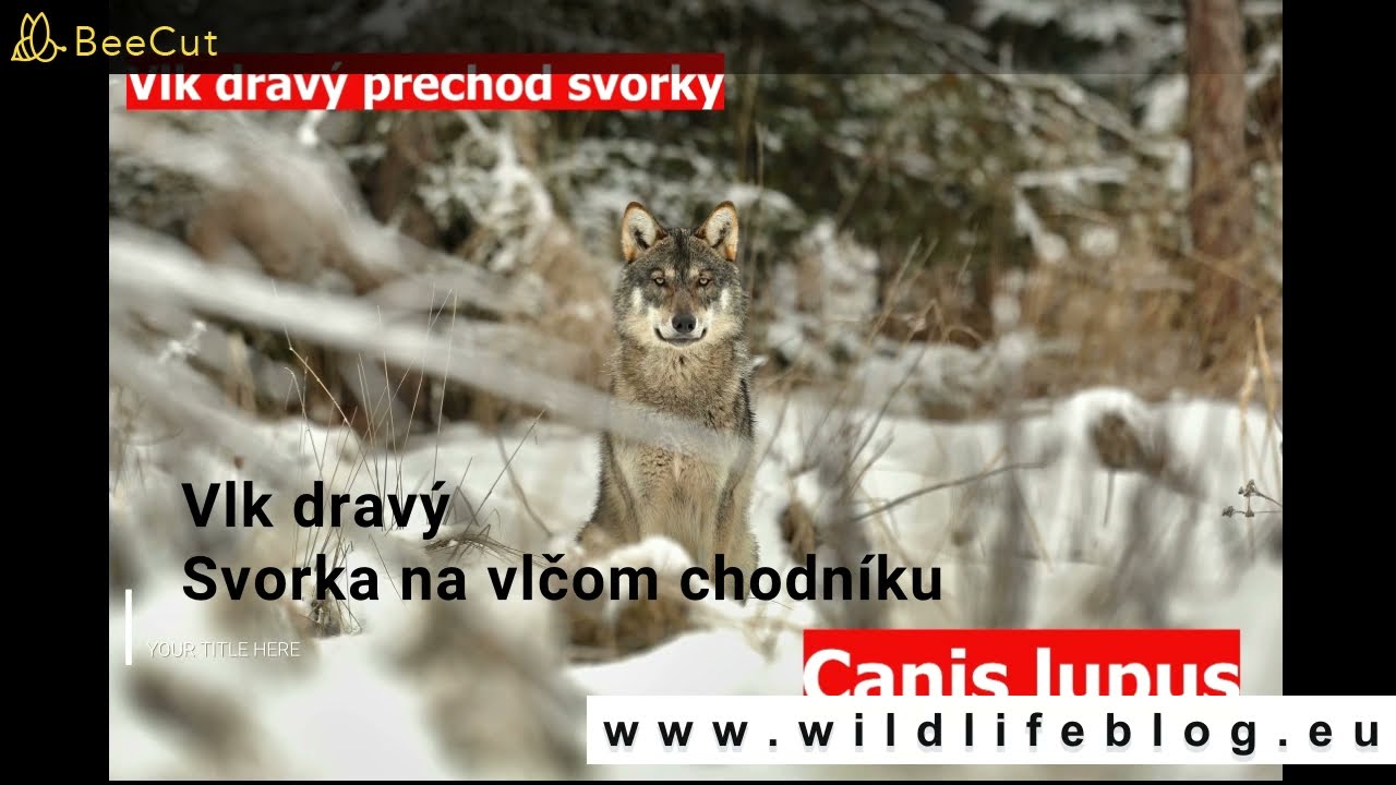Vlk dravý - Svorka na vlčom chodníku