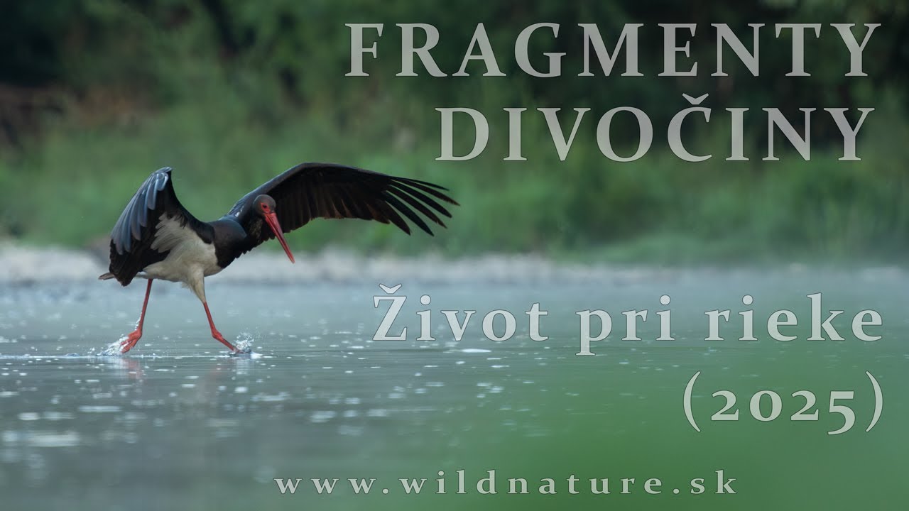 FRAGMENTY DIVOČINY - Život pri rieke (2025)