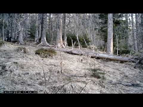 Hlucháň hôrny (Tetrao urogallus )