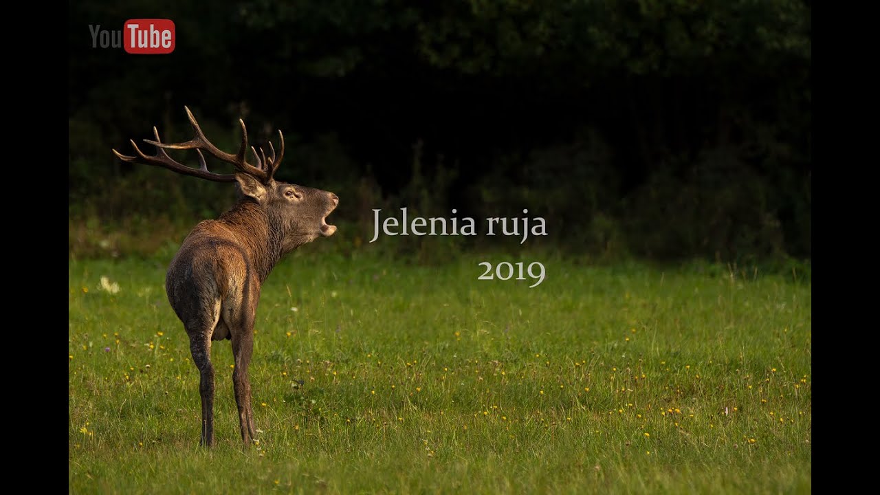 Jelenia ruja 2019