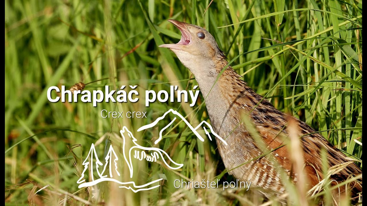 Chrapkáč poľný