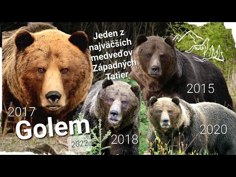 GOLEM - Jeden z najväčších medveďov Západných Tatier