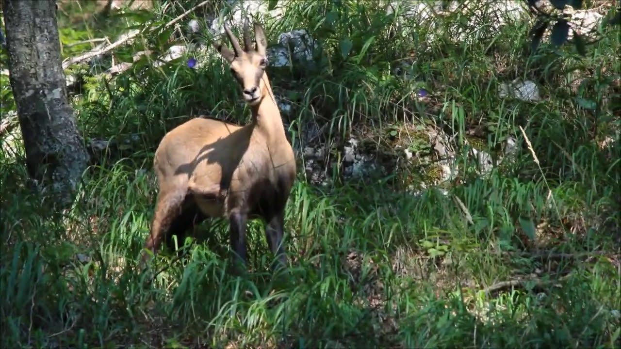 Kamzík vrch  alpský