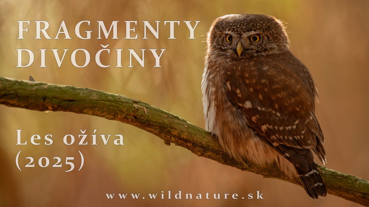 FRAGMENTY DIVOČINY - Les ožíva (2025)