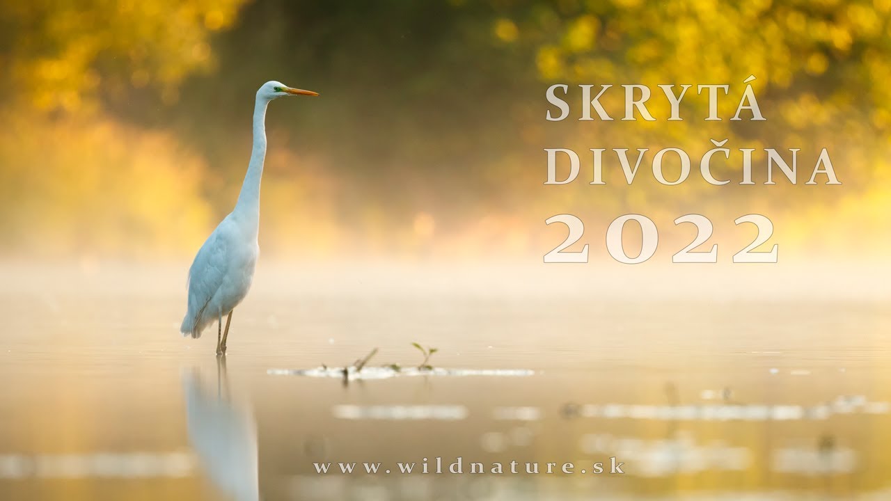 SKRYTÁ DIVOČINA 2022
