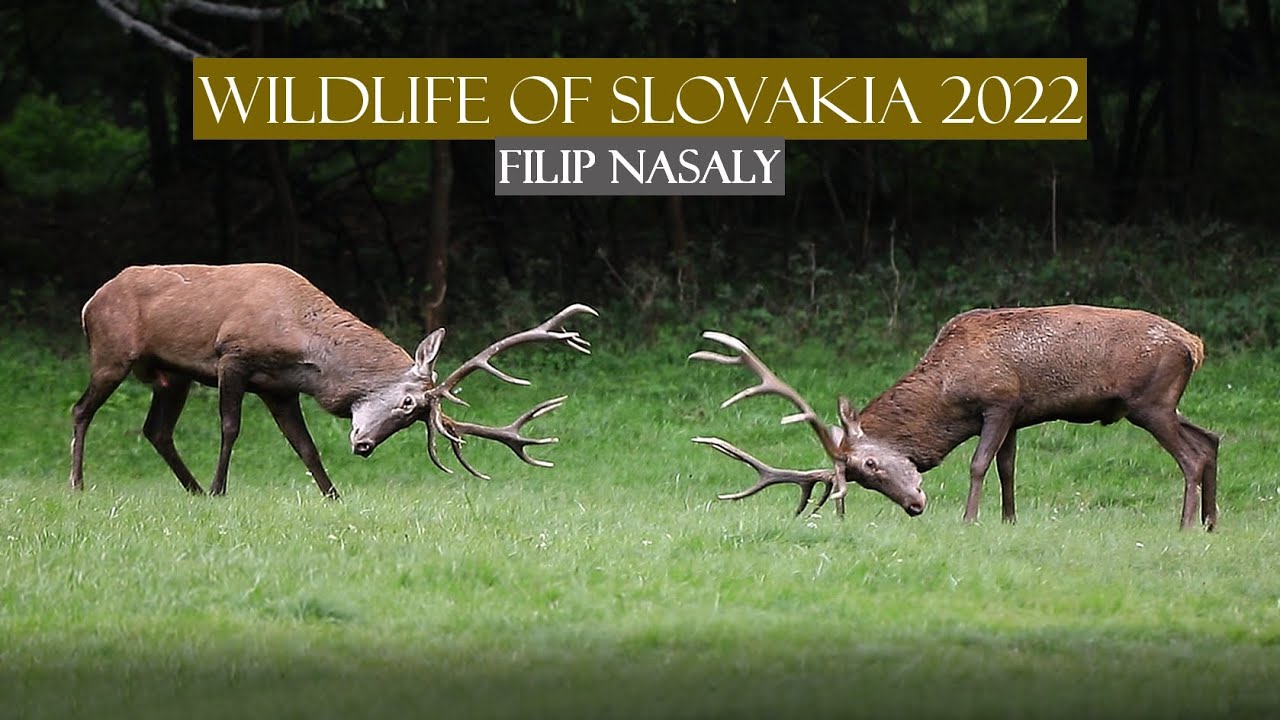 Wildlife of Slovakia 2022 / Slovenská príroda / - Filip Nasaly