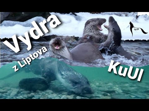Vydra z Liptova