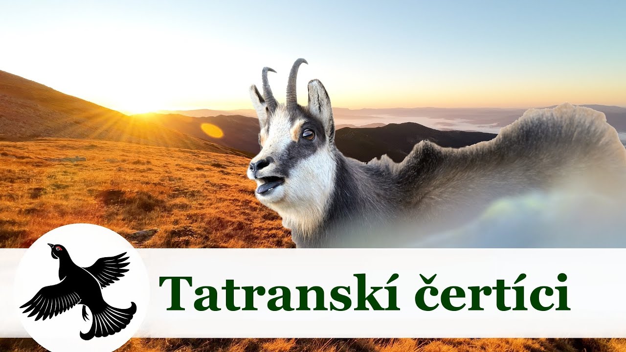 Tatranskí čertíci | Vlog #3 | WildLife