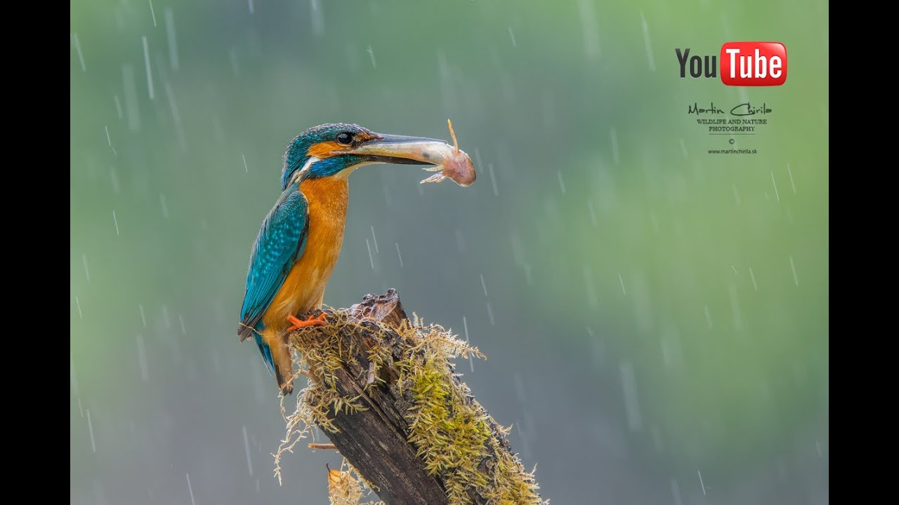 Rybárik riečny - drahokam našich vôd.