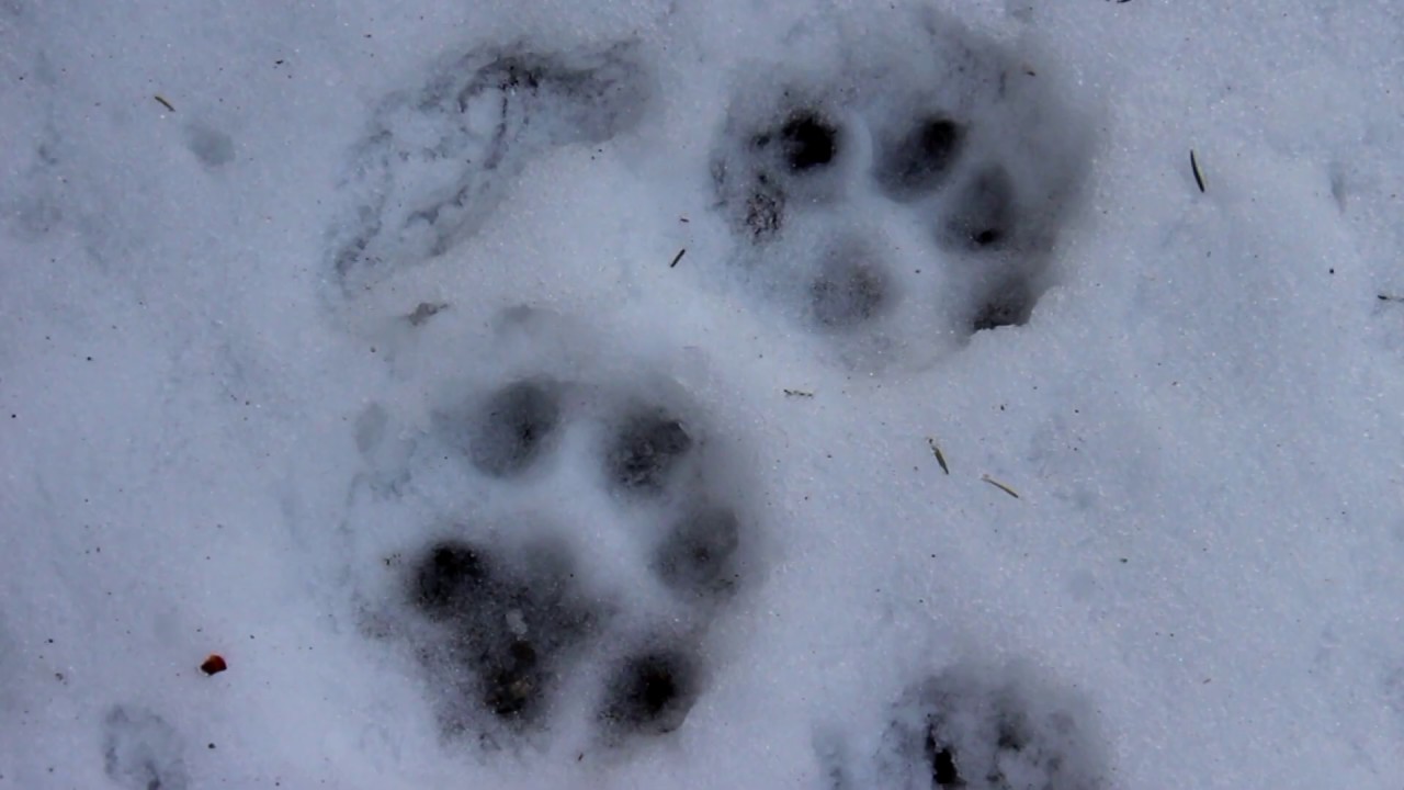 Po stopách rysice / in the footsteps of lynx