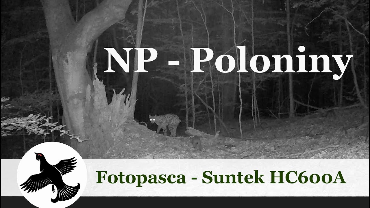 Život pri starom buku | Poloniny - Fotopasca 🌳🦌🦊