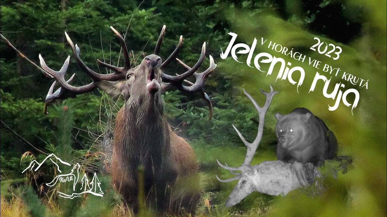 Jelenia ruja 2023