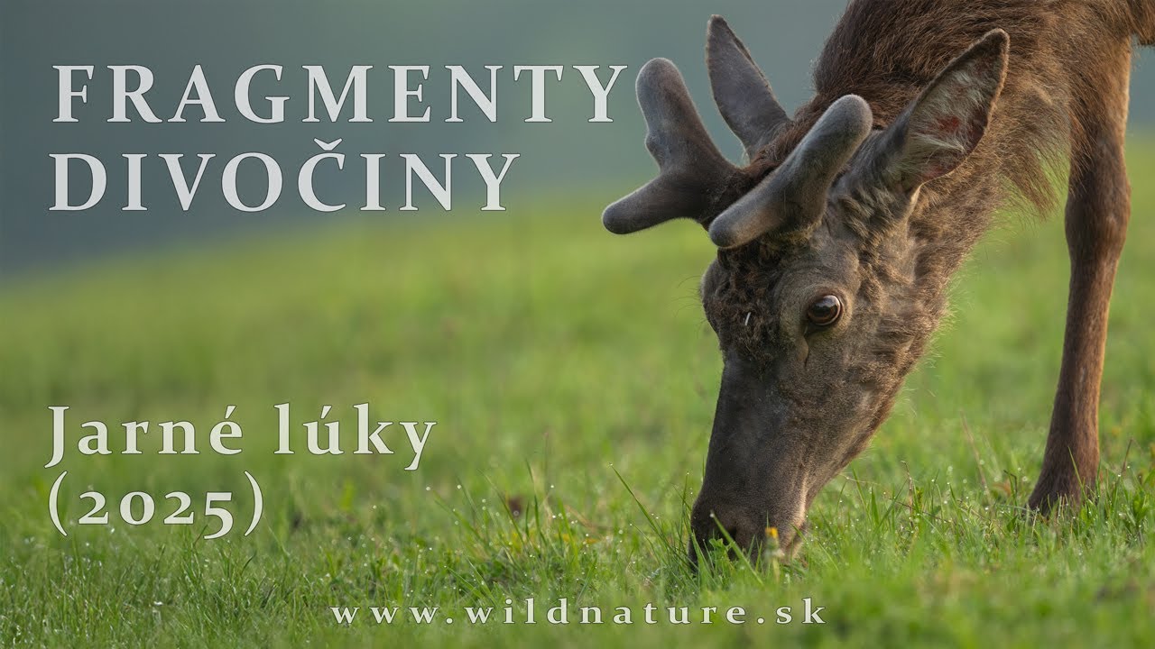 FRAGMENTY DIVOČINY - Jarné lúky (2025)