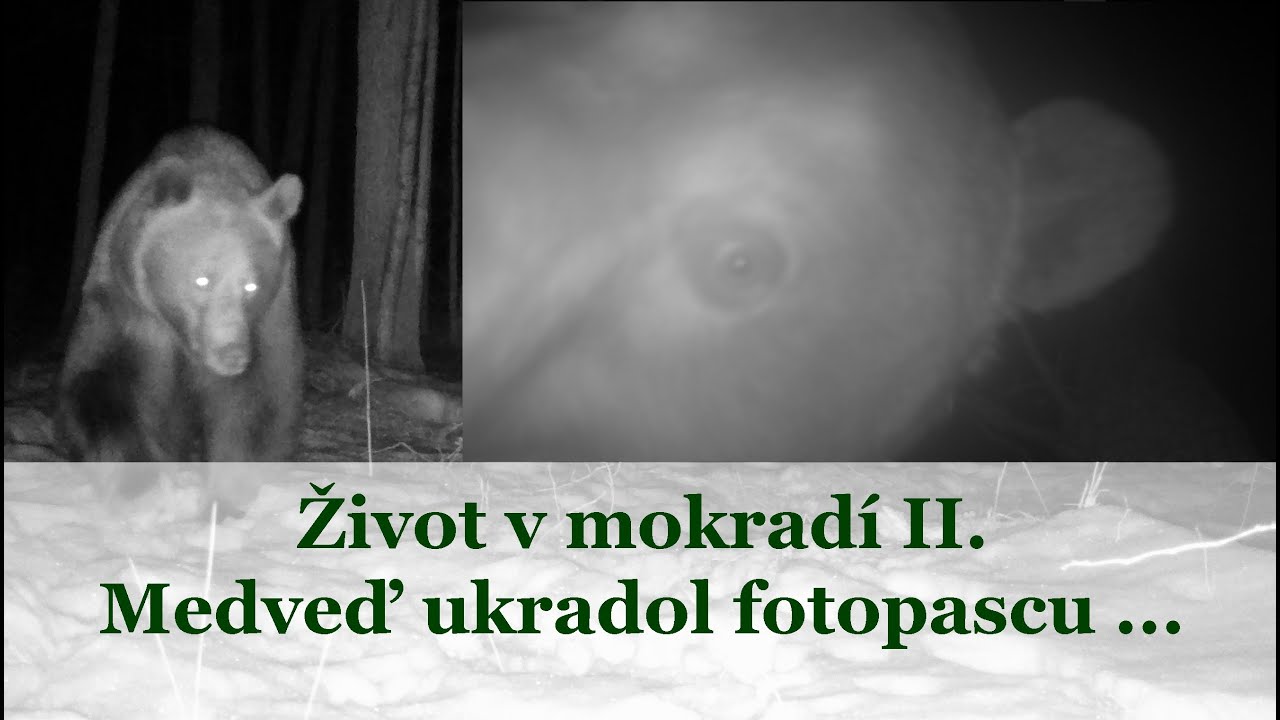 Život v mokradí II. - medveď ukradol fotopascu :D