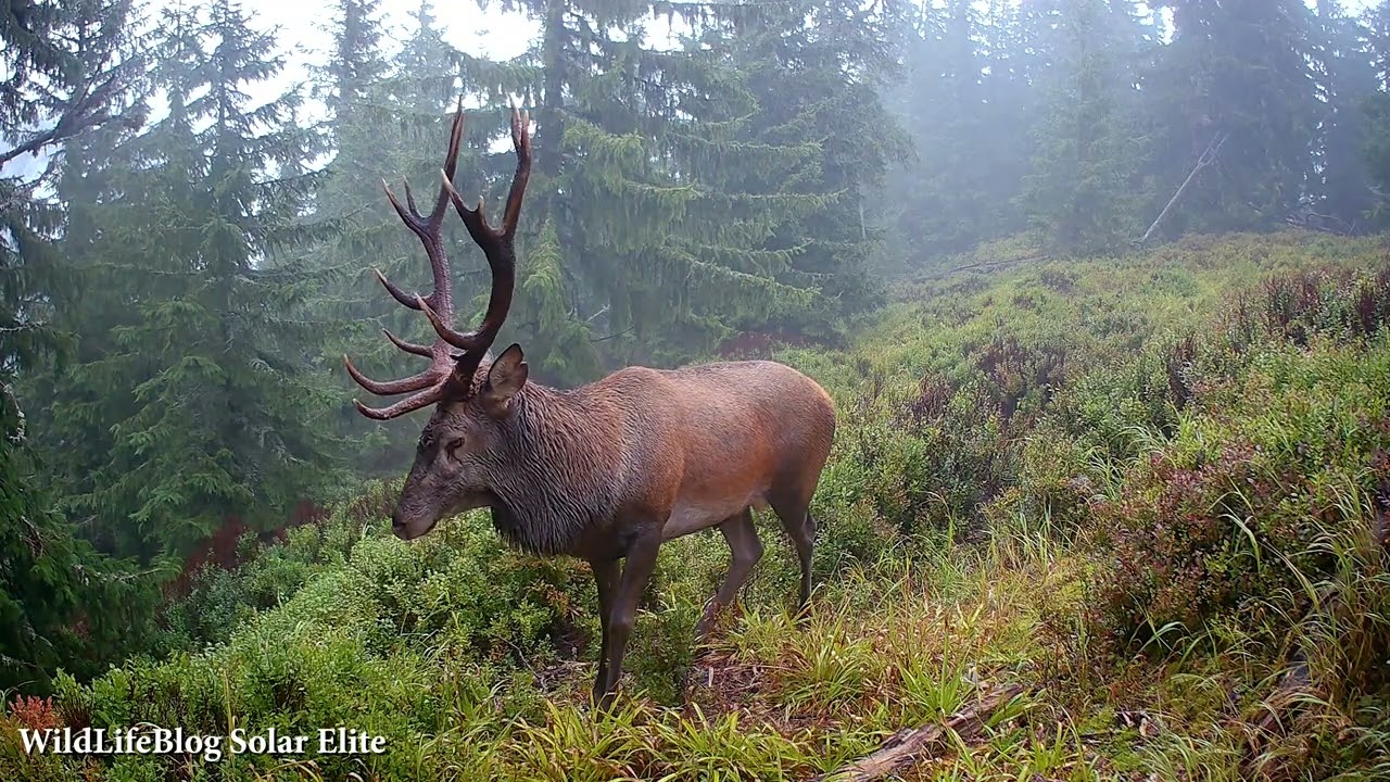 Jelenia ruja 2025 - 5-minútový zostrih (WildLifeBlog Solar Elite )