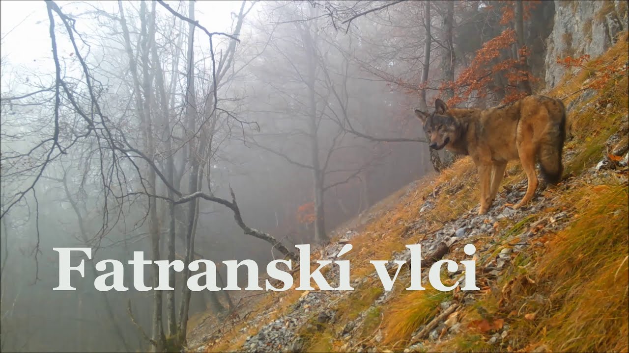 Fatranskí vlci | Fotopasca | Veľká Fatra