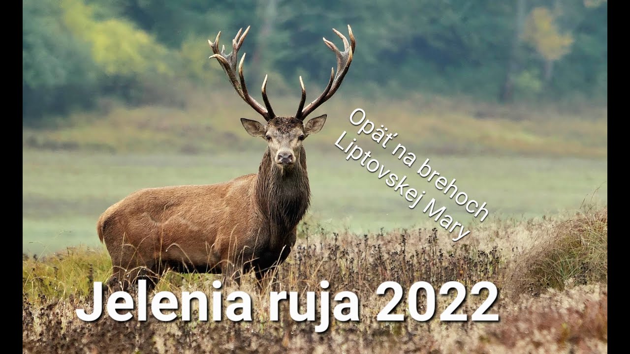 Jelenia ruja 2022 - Opäť na brehoch Liptovskej Mary