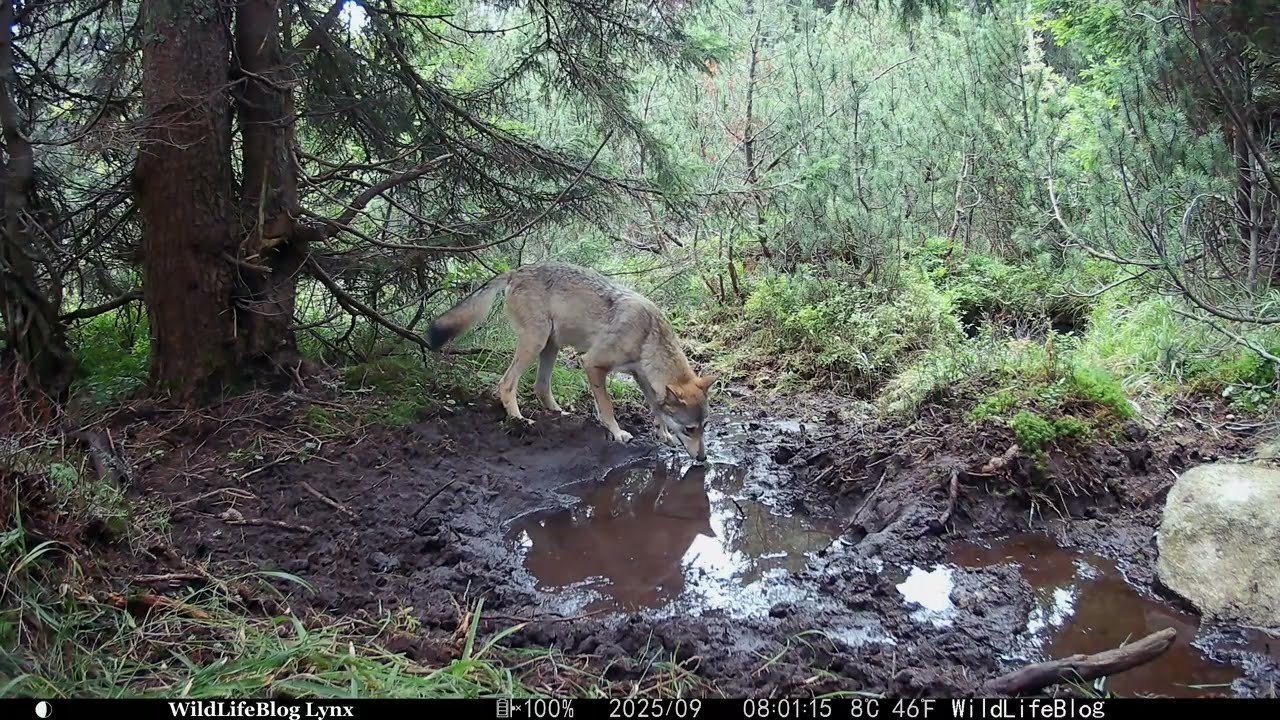 WildLifeBlog Lynx | Denne 4K video