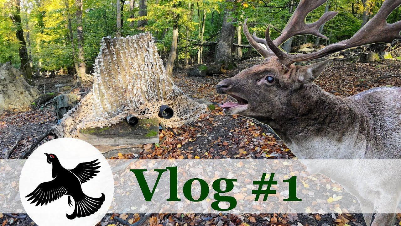 Víkend v Malých Karpatoch | Daniel škvrnitý - ruja 2022 | Vlog #1 |WildLife