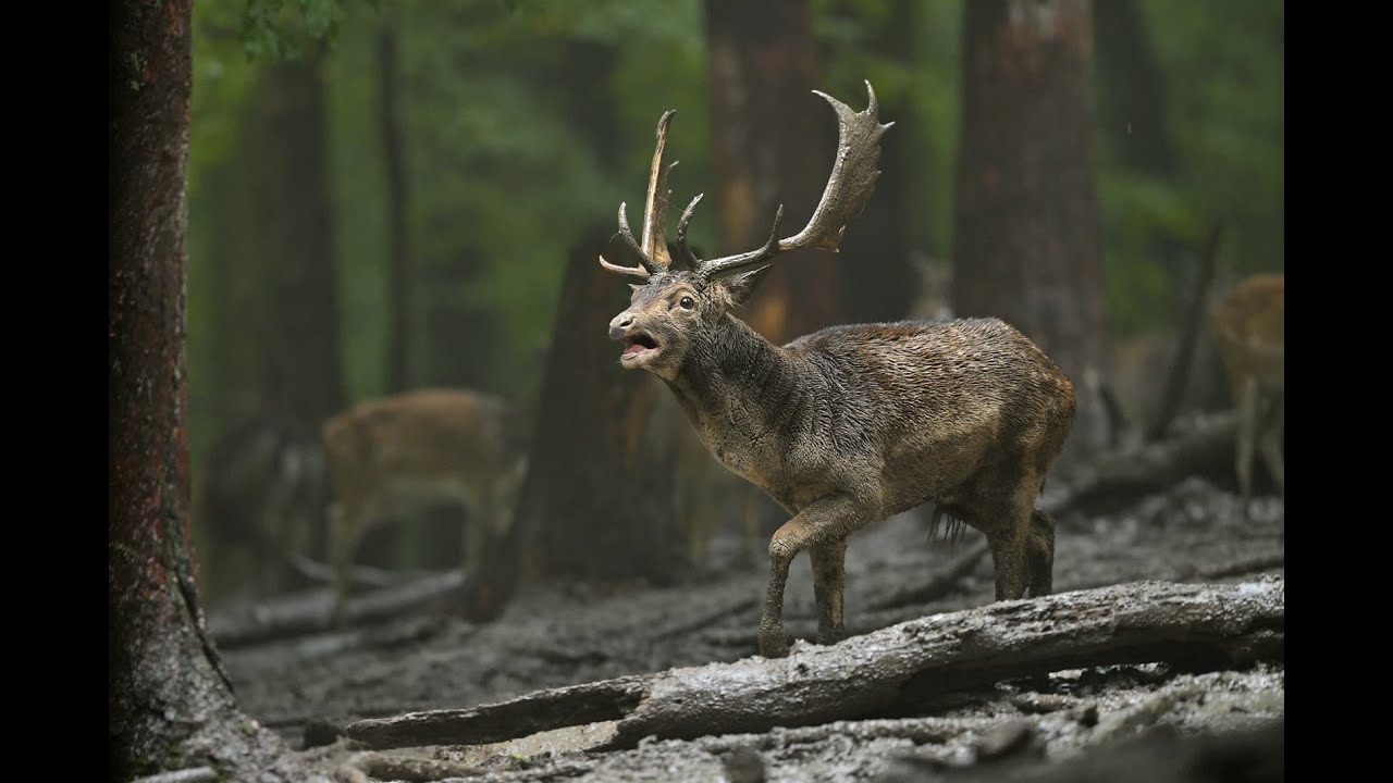 Fallow deer ( dama dama ) , rutting season 2020