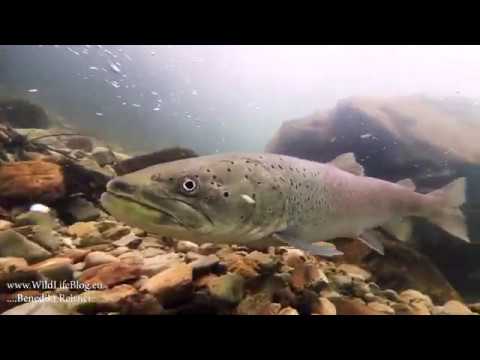 Hlavátka podunajská ( Hucho hucho )