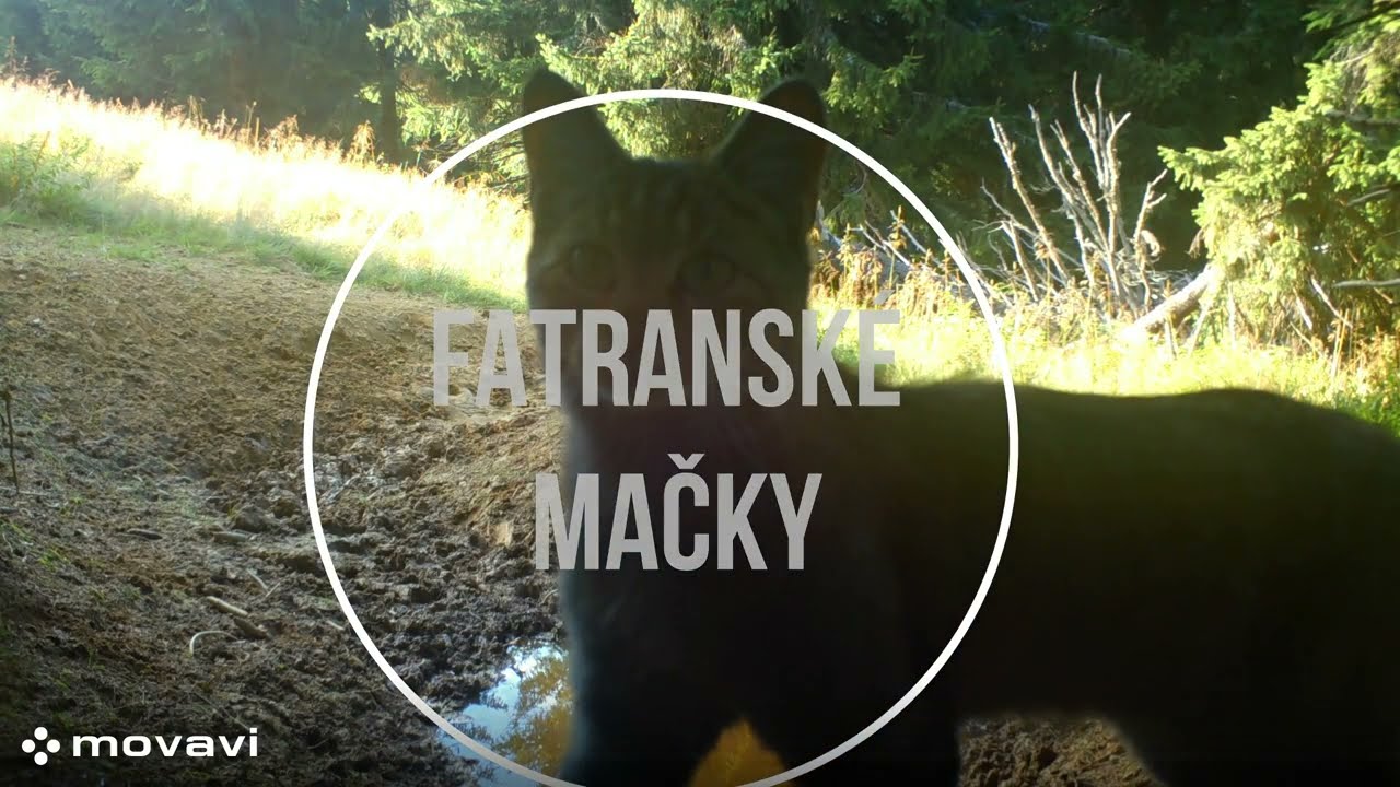 Fatranské Mačky