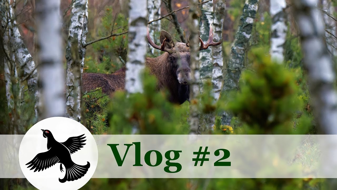 Po stopach losa ... | Vlog #2 | WildLife