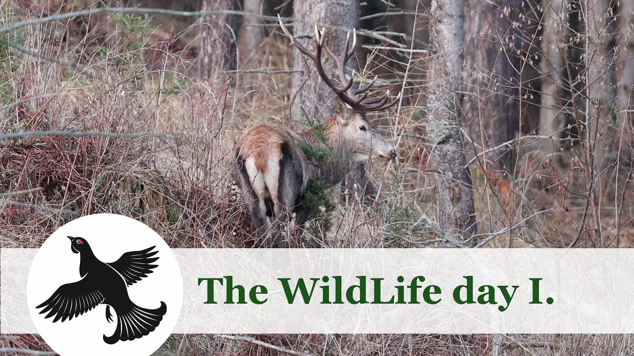 The WildLife day I. ( Cervus elaphus  , outdoor )