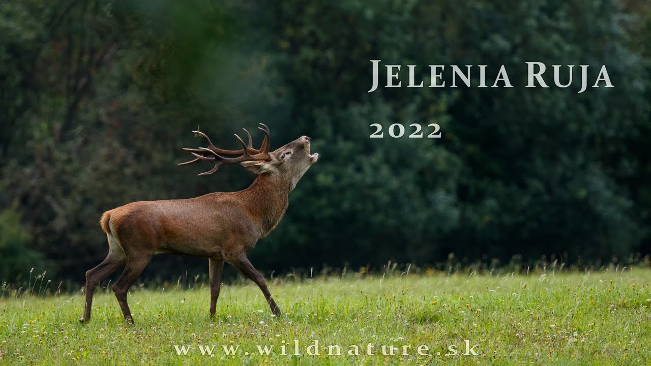 JELENIA RUJA 2022