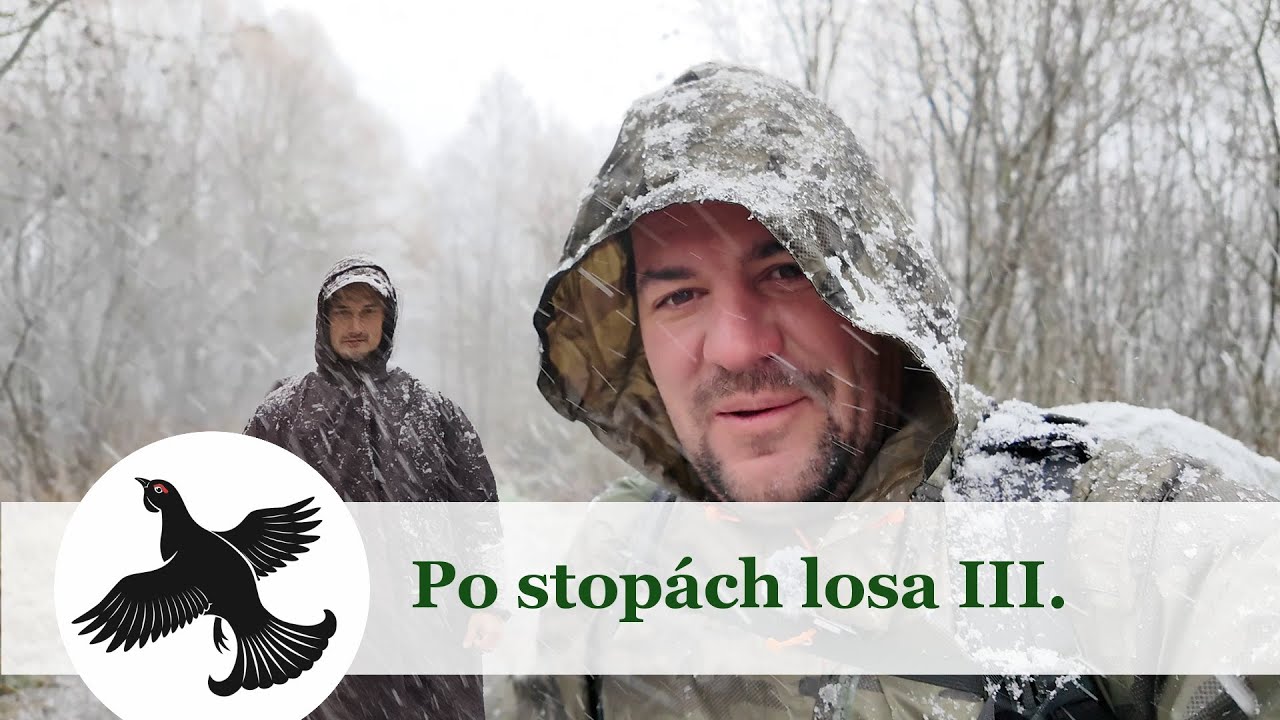 Po stopach losa III. | Vlog #12 | WildLife | Poľsko
