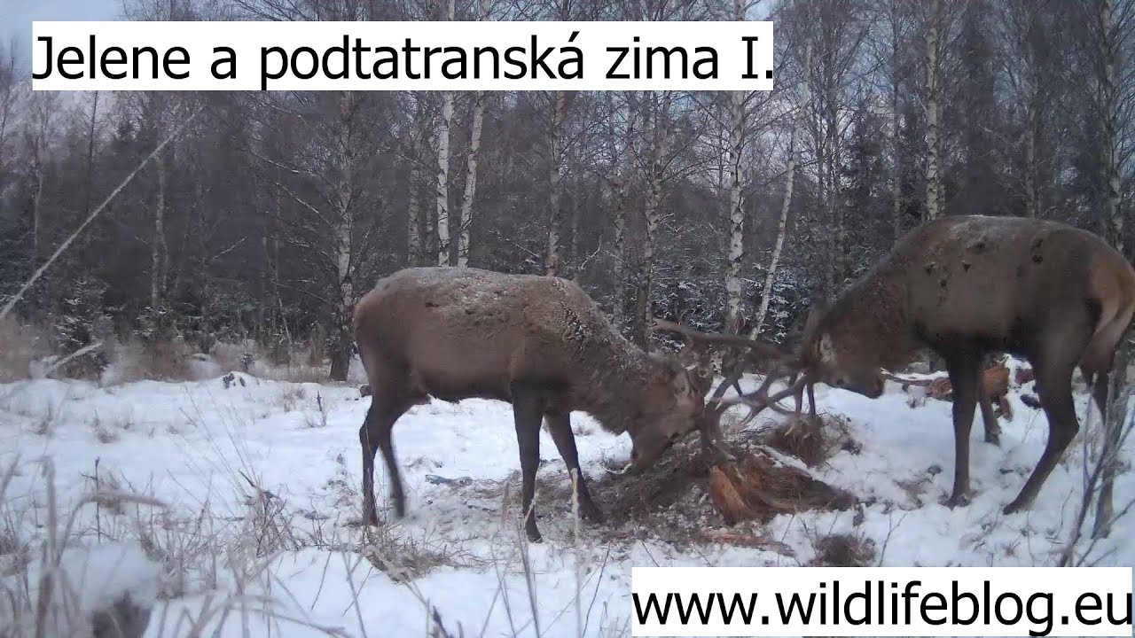 Jelene a podtatranská zima I.