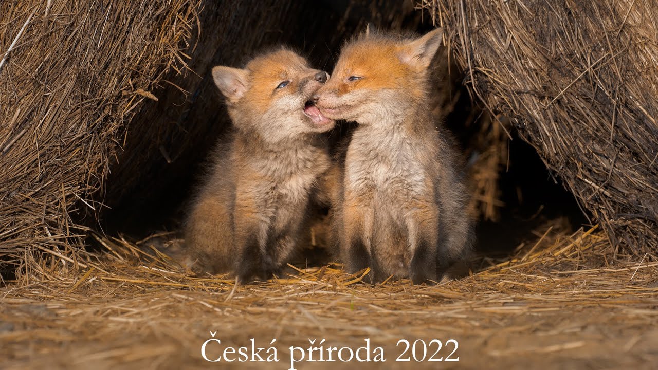 Česká příroda 2022 | CZECH NATURE
