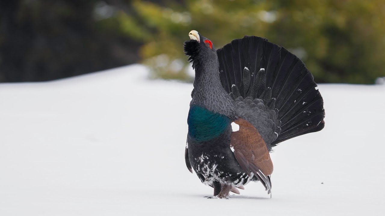 Rok pod Kriváňom [ Video ]