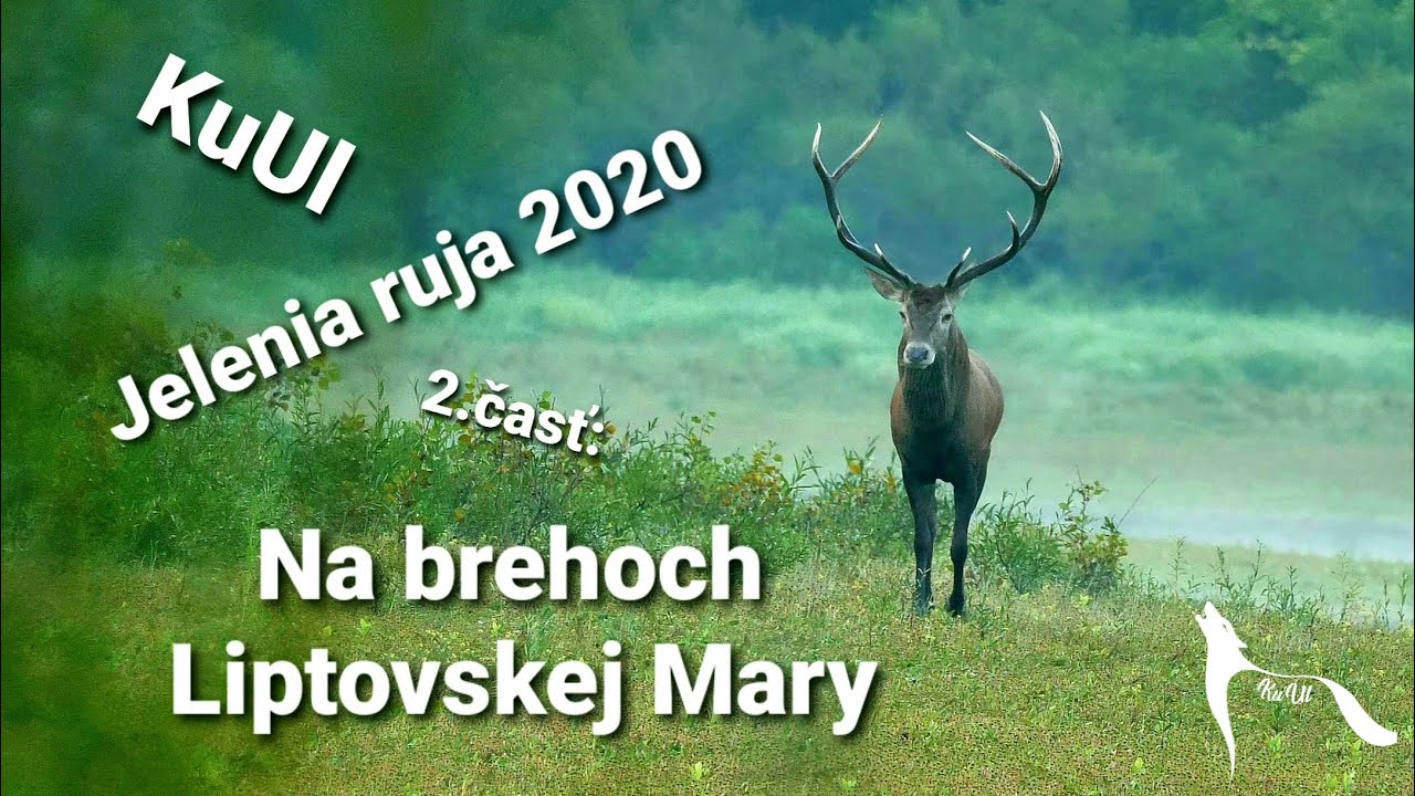 Jelenia ruja 2020 - 2. časť:  Na brehoch Liptovskej Mary