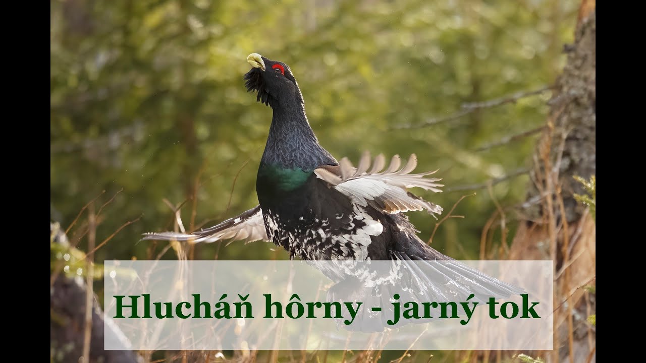 Hlucháň hôrny - jarný tok ...