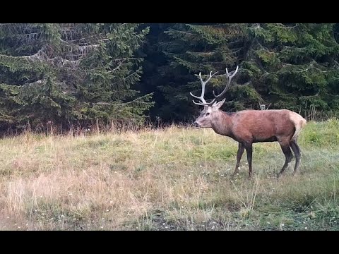 Deer rutting season  on the Liptov meadow