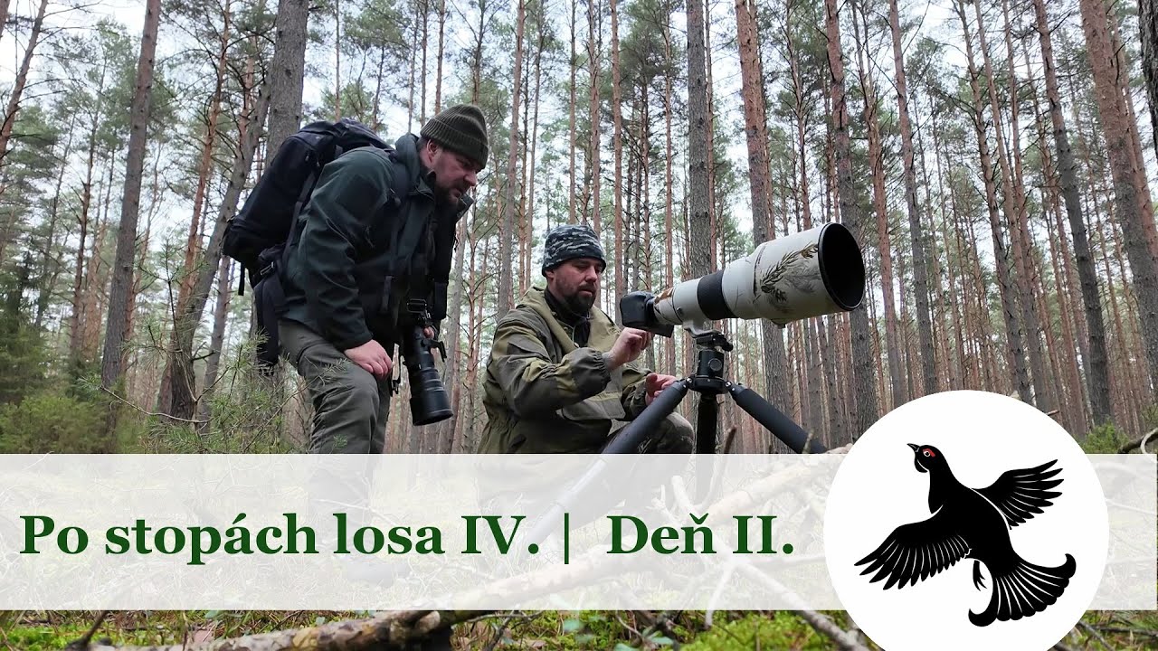Po stopách losa IV. | Deň II. | WildLife vlog