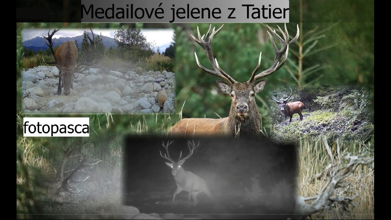 Medailové jelene z Tatier