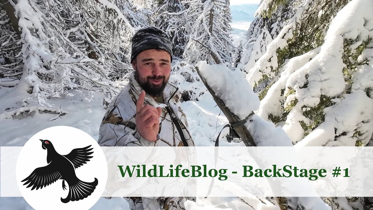 WildLifeBlog - BackStage #1