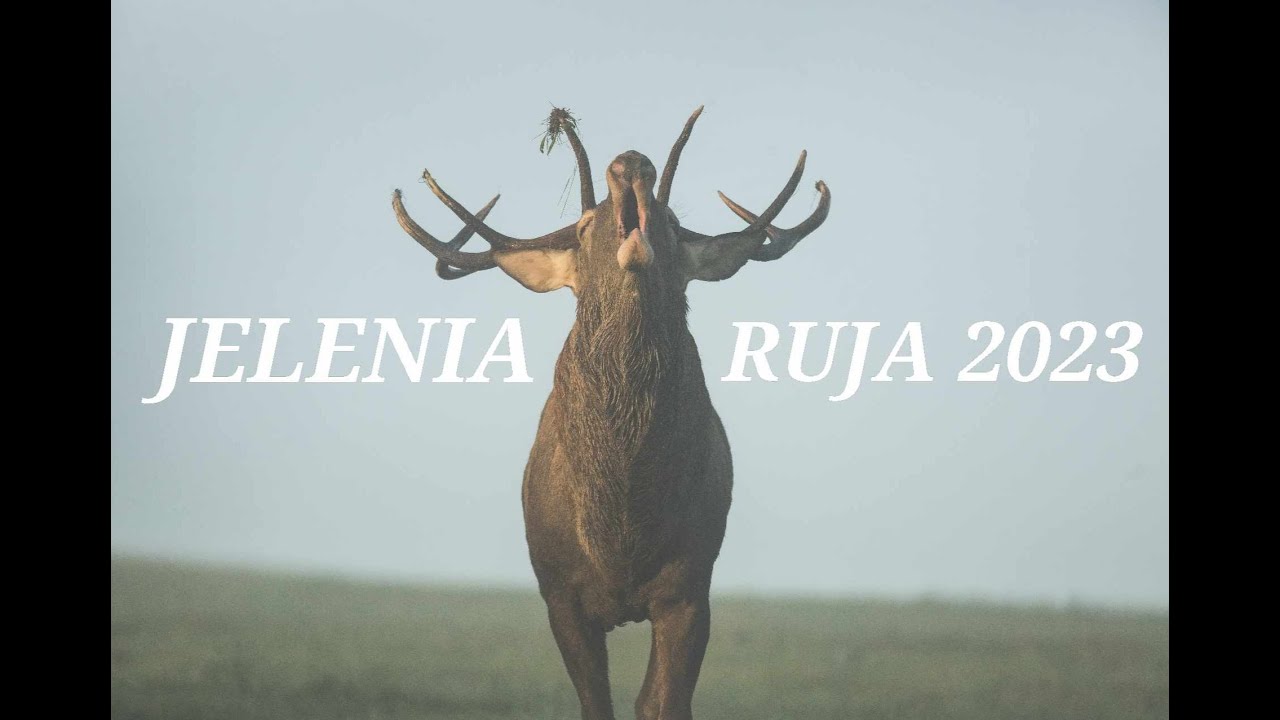 JELENIA RUJA 2023  /  RED DEER RUT 2023 /