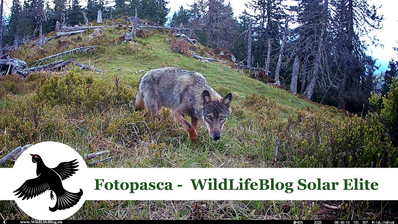 Fotopasca - WildLifeBlog Solar Elite