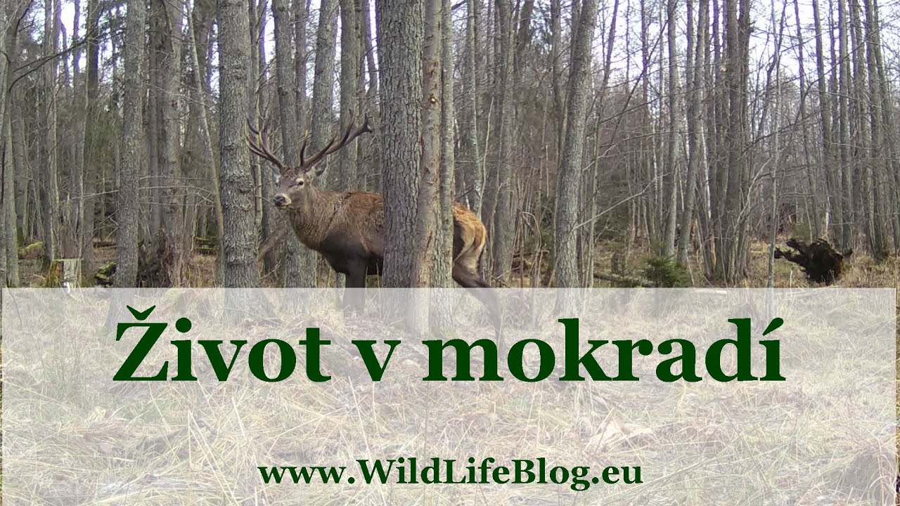 Život v mokradí / życie na mokradłach