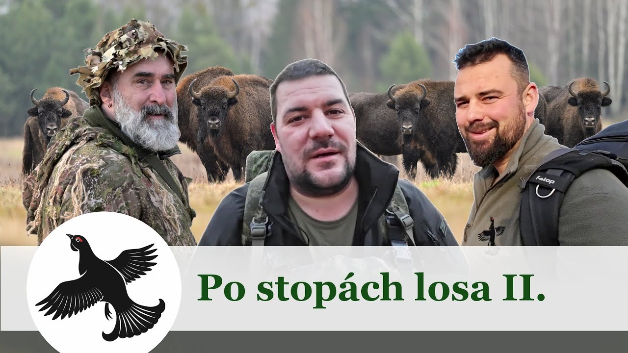 Po stopach losa II. | Vlog #9 | WildLife | Poľsko