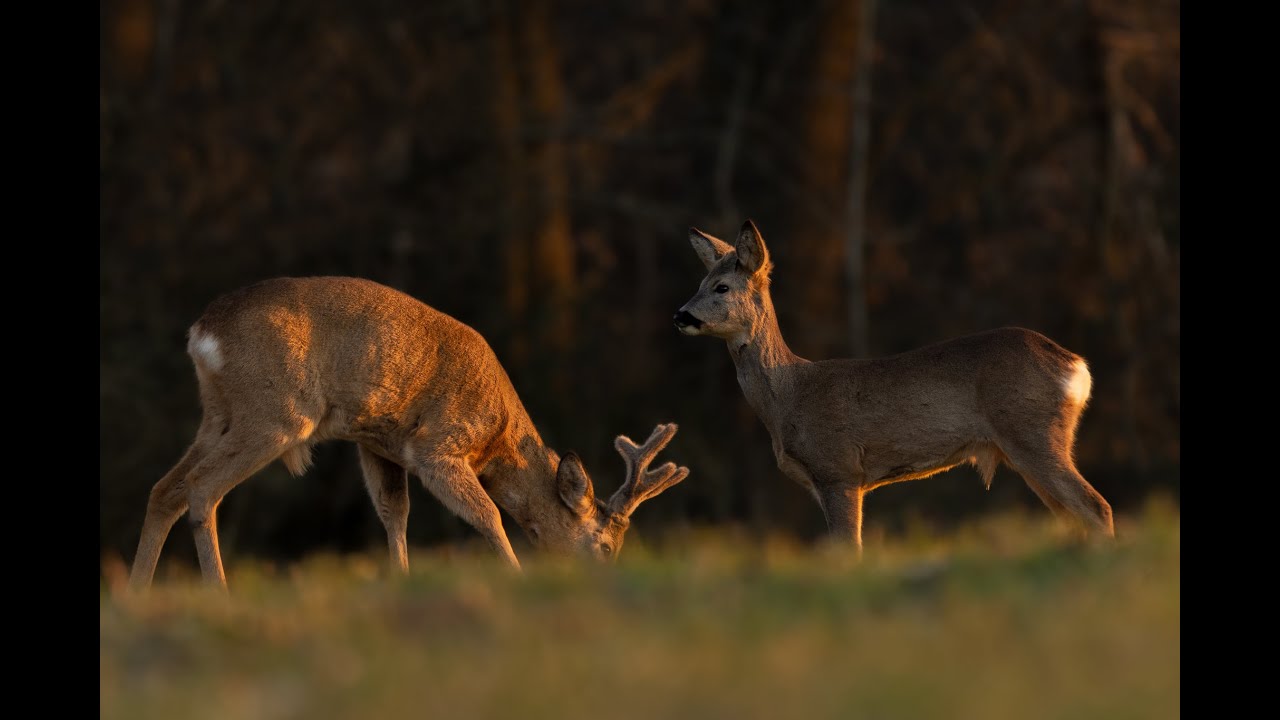 Za starým priateľom srncom