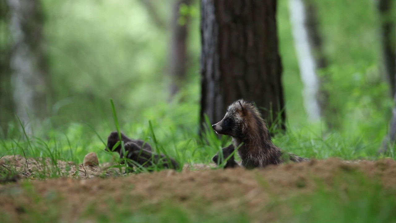 Psík medvedíkovitý