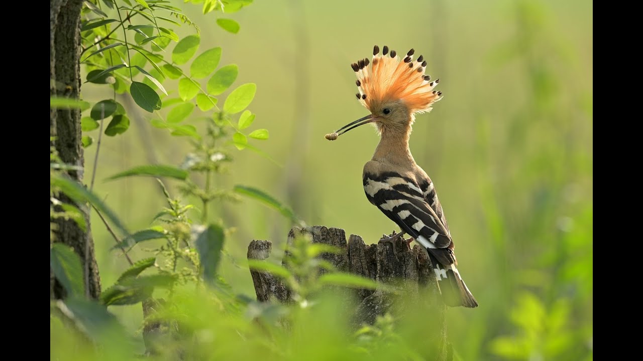 The Eurasian hoopoe (Upupa epops)