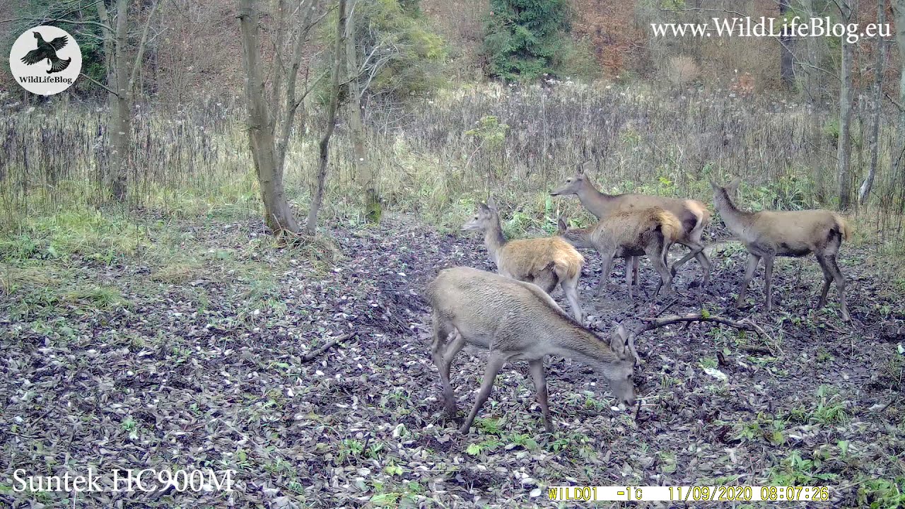 Recenzia - Suntek HC900M