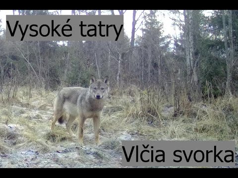 Vysoké tatry - Vlčia svorka