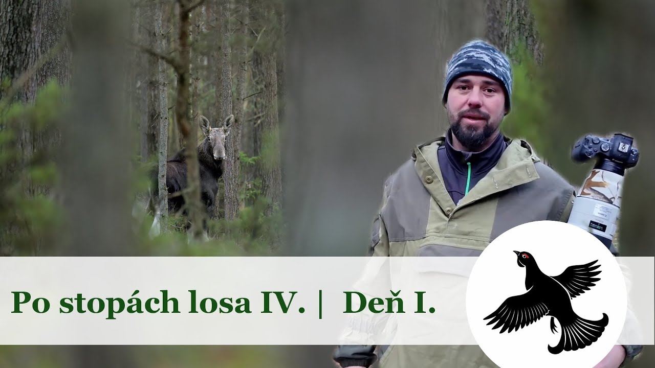 Po stopách losa IV. | Deň I. | WildLife vlog