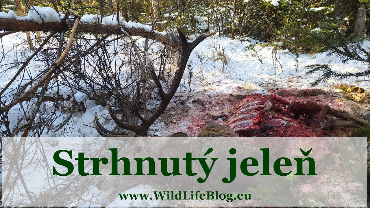 Strhnutý jeleň ...
